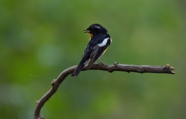 Mugimaki Flycatcher The upper body head is black. Behind the eyes are short white eyebrows-like stripes, large white wings, the neck, chest and belly above dark orange. Vachirabenjatat Park, Thailand.