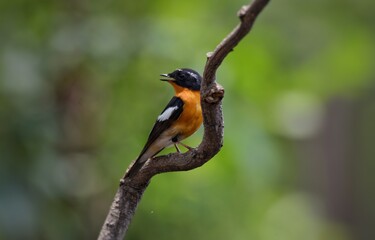 Mugimaki Flycatcher The upper body head is black. Behind the eyes are short white eyebrows-like...