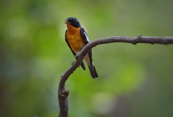 Mugimaki Flycatcher The upper body head is black. Behind the eyes are short white eyebrows-like stripes, large white wings, the neck, chest and belly above dark orange. Vachirabenjatat Park, Thailand.