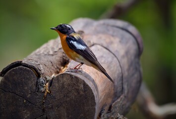Mugimaki Flycatcher The upper body head is black. Behind the eyes are short white eyebrows-like stripes, large white wings, the neck, chest and belly above dark orange. Vachirabenjatat Park, Thailand.