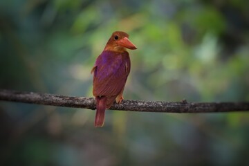 Ruddy Kingfisher Long mouth, head, wide mouth at the base of the mouth Sharp, straight and strong The red body has an iridescent, blue-purple color on a beautiful bamboo branch. Sirikit Park Thailand.