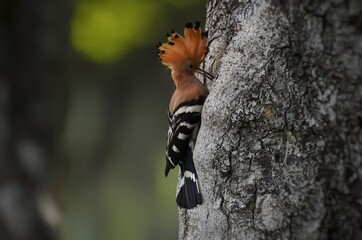 Common hoopoe or Eurasian hoopoe (Upupa epops) Fly to feed the baby birds in the burrows.