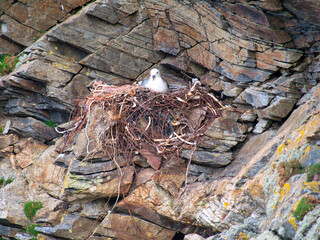 An active fulmar nest including plastic and metal waste - taken near Collaster on the island of Unst in Shetland, UK.