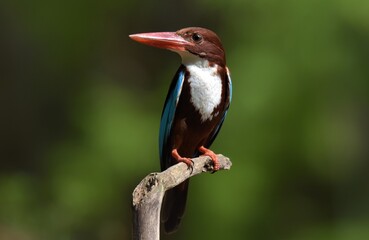 White-throated Kingfisher Waiting to feed the baby in the nest. Kachanaburi, Thailand.
