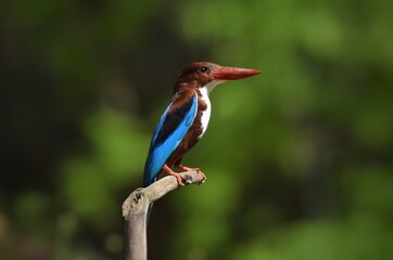 White-throated Kingfisher Waiting to feed the baby in the nest. Kachanaburi, Thailand.