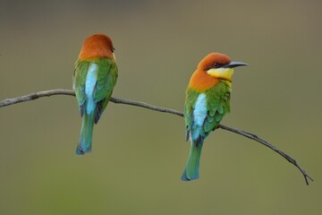 Fototapeta na wymiar Chestnut-headed Bee-eater Head to back, orange, black eye band, neck and chest, bright yellow chest with small black and orange stripes, green body. Sticking to the branches.