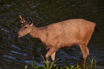 deer The hair on the body is brown. Have other colors mixed up He's smaller than other genus deer. Under the eyes there are clearly visible lacrimal glands. Nakhon Ratchasima, Thailand.