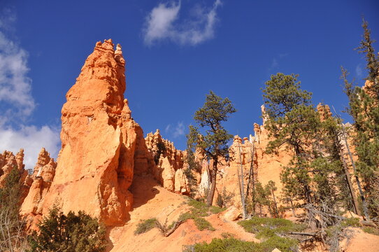 Beautiful orange hoodoos, view from the ground in Paunsaugunt Plateau of Bryce Canyon National Park, USA