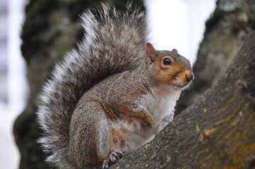 Closeup of eastern gray squirrel on a tree 