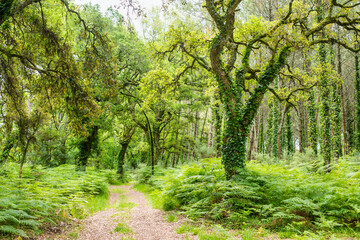landscape of the Landes forest in the south west of France