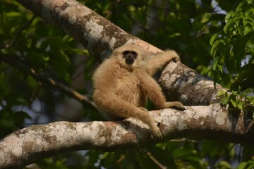 White-handed gibbon or Gibbons on trees, gibbon hanging from the tree branch. Animal in the wild, Khao Yai National Park, Thailand