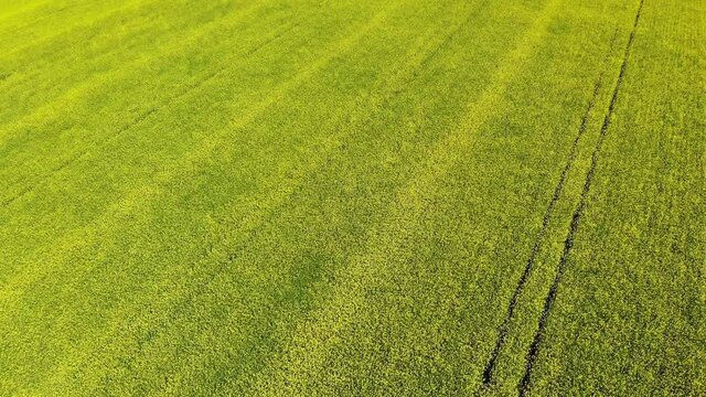yellow rapeseed flower field sunny day with blue sky, sping time, shot from drone aerial