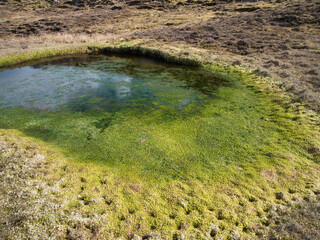 Overgrowth of bright green vegetation in a freshwater pool on Lunna Ness, Shetland, UK