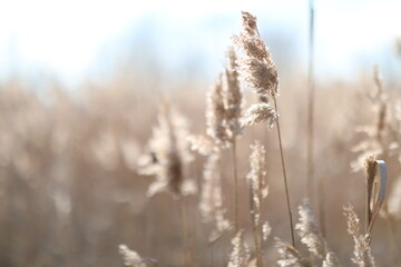 Fototapeta premium flowering lush spikelets develop in the wind in the field