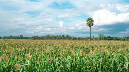 A large field of corn with palm trees majestic.