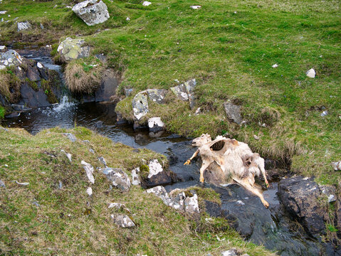 The eviscerated carcass of a dead sheep in a rural stream.