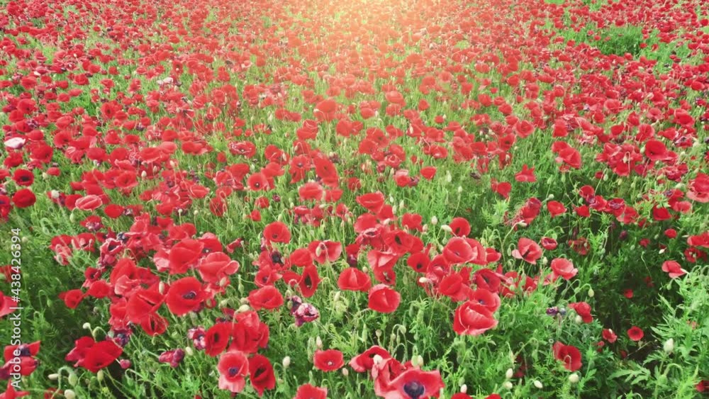 Poster flying over huge field of red poppies. aerial shot of poppies sway in the wind. 4k, uhd