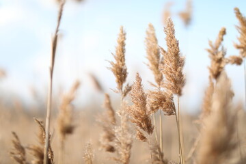 flowering lush spikelets develop in the wind in the field