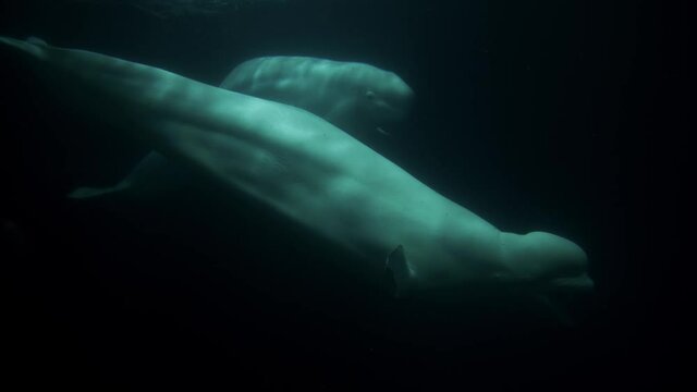 Beluga whale playing in the water at night