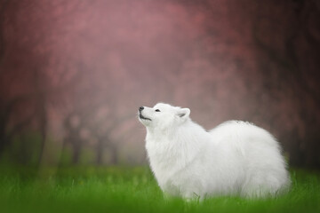 samoyed dog blossom portrait