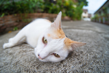Cats are having fun naturally in Thailand.