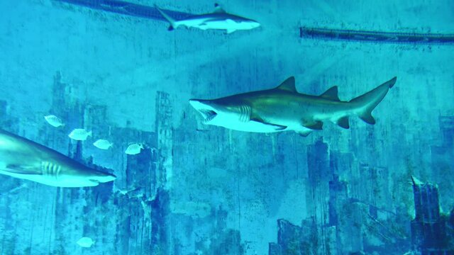 The shark and tiger shark breathe while swimming