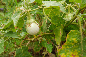 Solanum melongena is Thai eggplant.