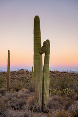 Two Saguaro Cactus Grow Close To Each Other At Sunrise