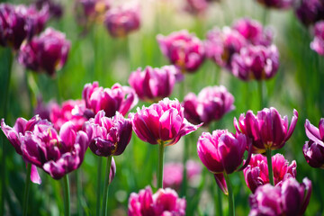 Field red flower tulip close up on a blurred background