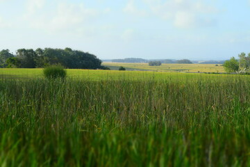 tall grass and blue sky meadow