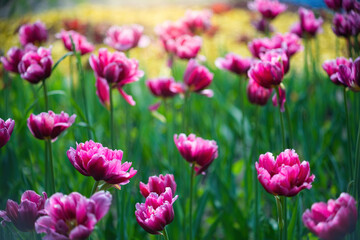 Field red flower tulip close up on a blurred background
