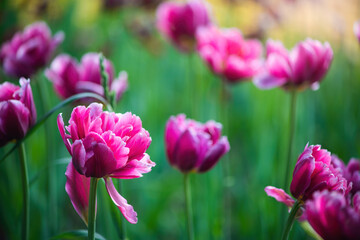 Fototapeta premium Field red flower tulip close up on a blurred background