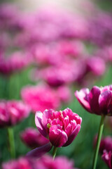 Field red flower tulip close up on a blurred background