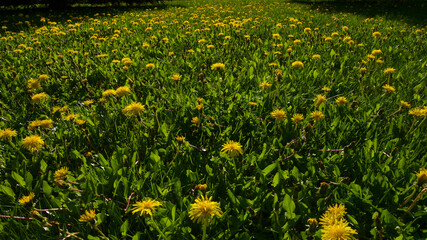 Yellow and white daisies in the grass. Wildflowers in the spring.