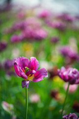 Fototapeta premium Field purple flower tulip close up on a blurred background