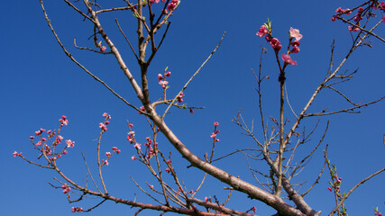 Apple tree blossom. Fruit trees blooming in spring.