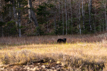 Black bear foraging in Crawford Notch State Park, New Hampshire.