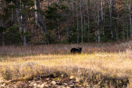 Black bear foraging in Crawford Notch State Park, New Hampshire. © Billy