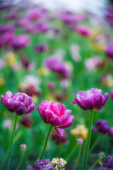 Field purple flower tulip close up on a blurred background