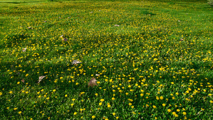Yellow and white daisies in the grass. Wildflowers in the spring.