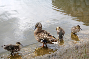 Mallard duck with three ducklings splashing in water. Female wild duck with baby birds near the waterfall at summer lake