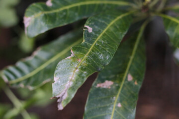 tree green leaves flower