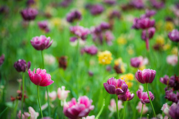Obraz na płótnie Canvas Field purple flower tulip close up on a blurred background