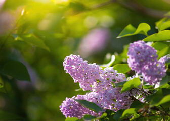 Branch of blossoming purple lilac on a sunny day