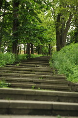 Obraz premium Stairway in the forest 