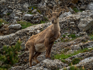 Alpine ibex in Vercors, South French Alps