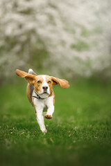 beagle puppy in the blossom nature park with flowers