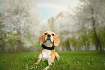 beagle puppy in the blossom nature park with flowers under rainbow