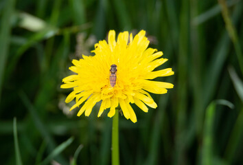 yellow wild Dandilion with green grass as a background