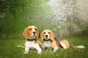beagle puppys in the blossom nature park with flowers